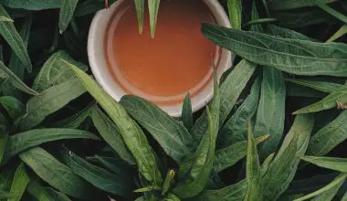 is tea tree shampoo good for dandruff