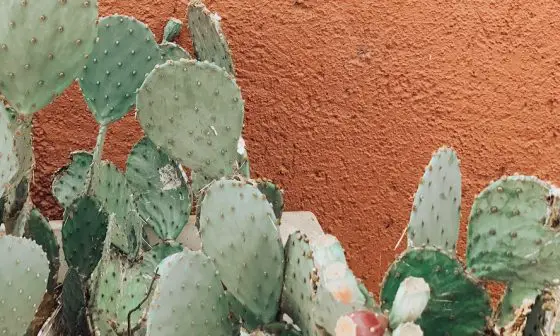 how to identify cactus house plants