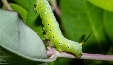 can compost worms live in the garden