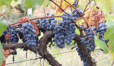 how to train a grape vine in a greenhouse