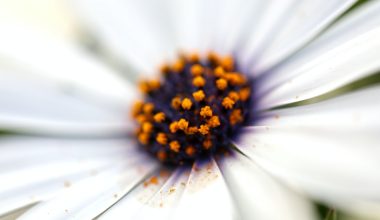 is osteospermum a perennial