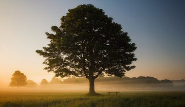 when to prune magnolia tree in bc