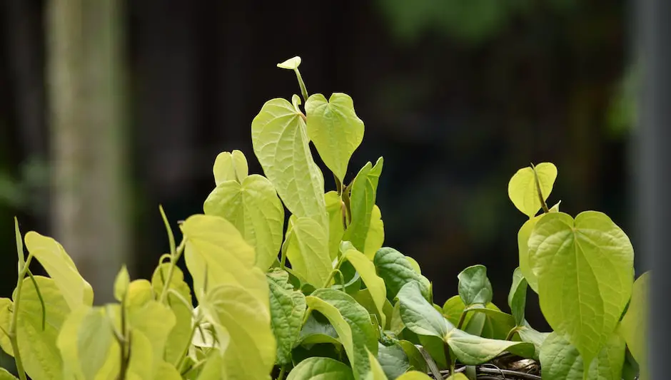 how to grow paan leaf plant