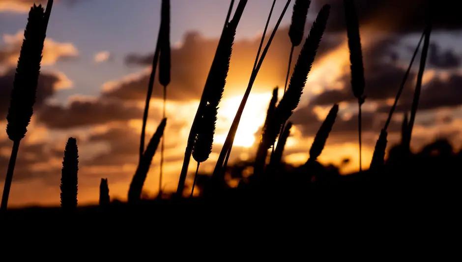 how often to water grass seed