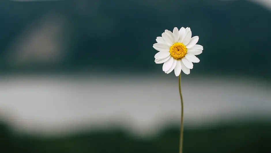 is daisy a perennial