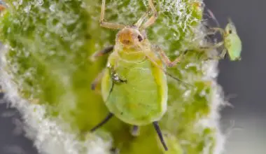 how to control aphids