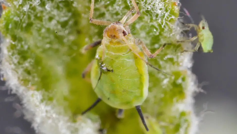 how to control aphids