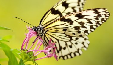 how do butterflies pollinate