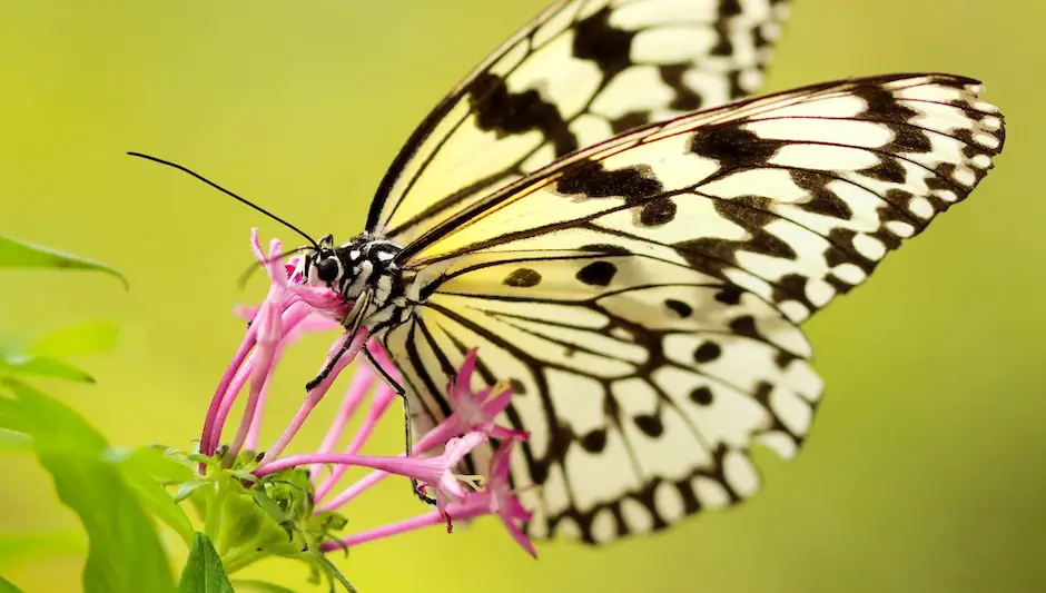 how do butterflies pollinate