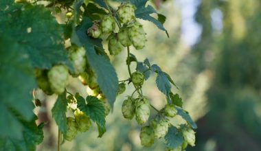 do hops grow on vines