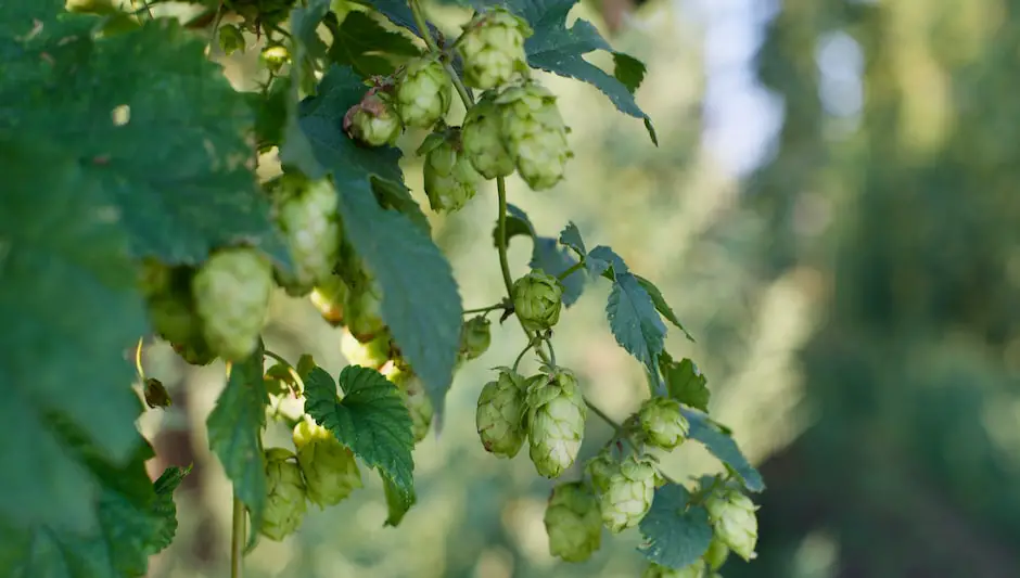 do hops grow on vines