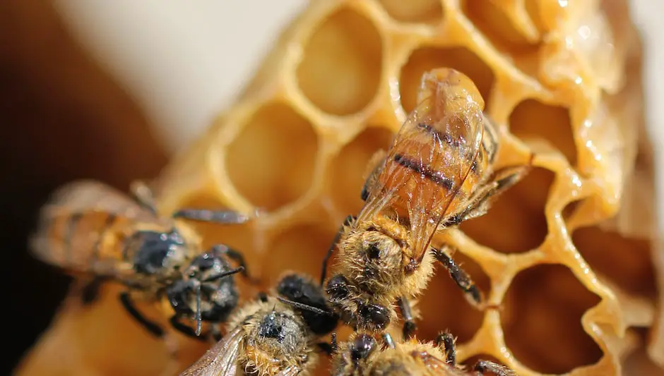 do wood bees pollinate