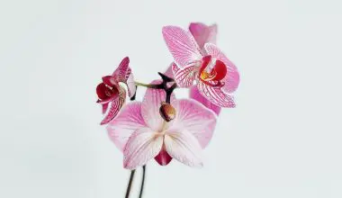 do orchids lose their petals