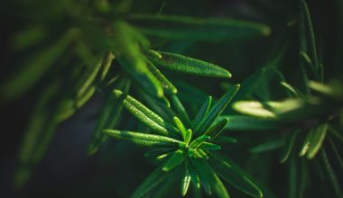 where to plant rosemary outdoors