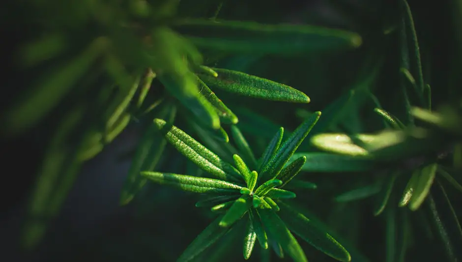 where to plant rosemary outdoors