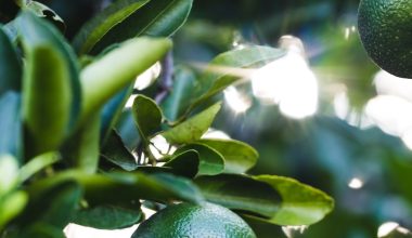 how tall do lime trees grow