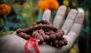 can cocoa trees grow in india