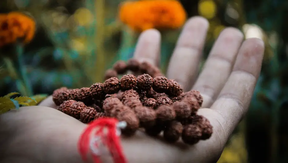 can cocoa trees grow in india