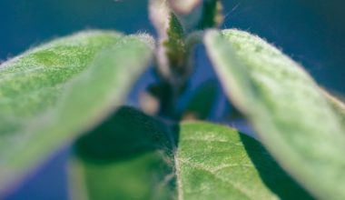 when to start petunia seeds indoors