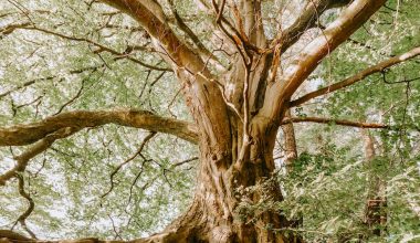 do landscapers cut down trees