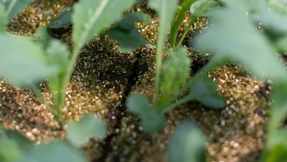 what does seeding mean