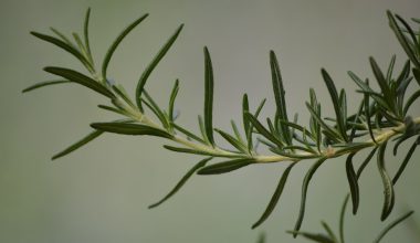 how to prune rosemary in a pot