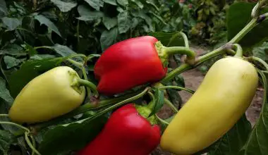 are pepper plants perennial