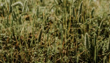 how to spread grass seed