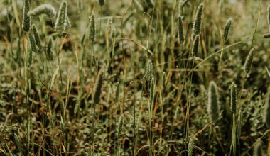 how to spread grass seed