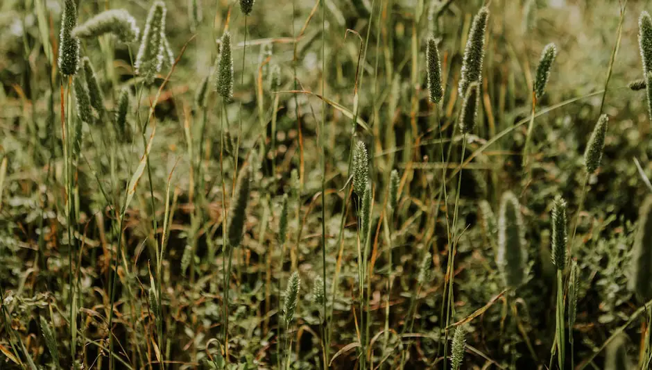 how to spread grass seed