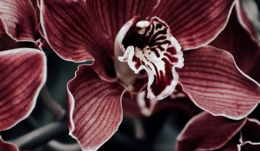 what to do when orchid stops blooming