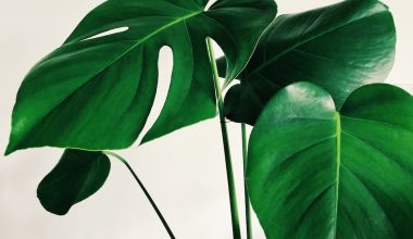 how to grow tropical plants indoors