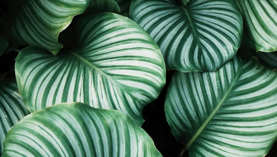 do indoor plants cause allergies