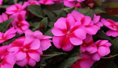 is impatiens a perennial