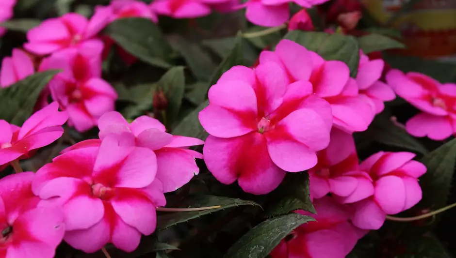 is impatiens a perennial