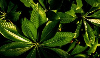 does tea tree oil shampoo help your hair grow