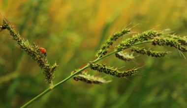 do aphids have wings