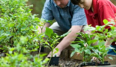 how long does it take for plants to absorb fertilizer