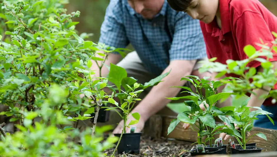 how long does it take for plants to absorb fertilizer