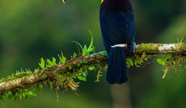 what animals eat bird seed at night