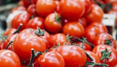 how long do tomatoes take to grow hydroponically