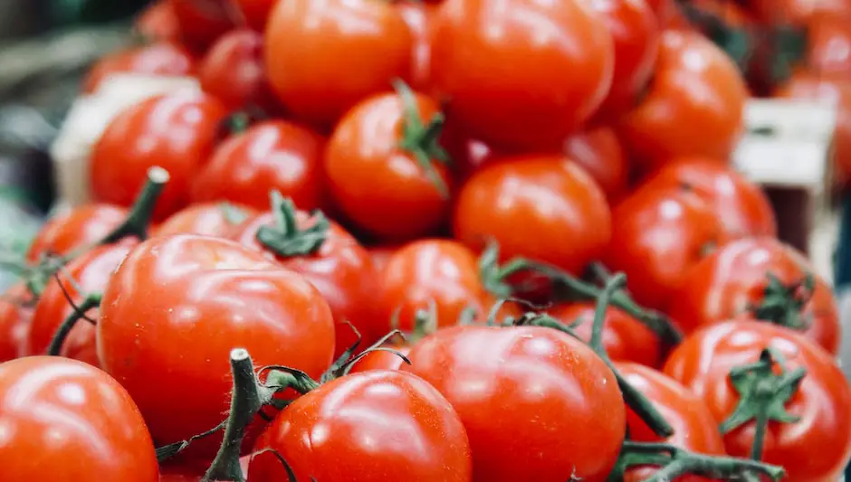 how long do tomatoes take to grow hydroponically