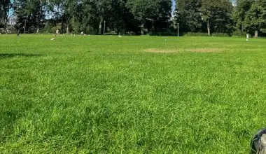 what is the best time to water new grass seed