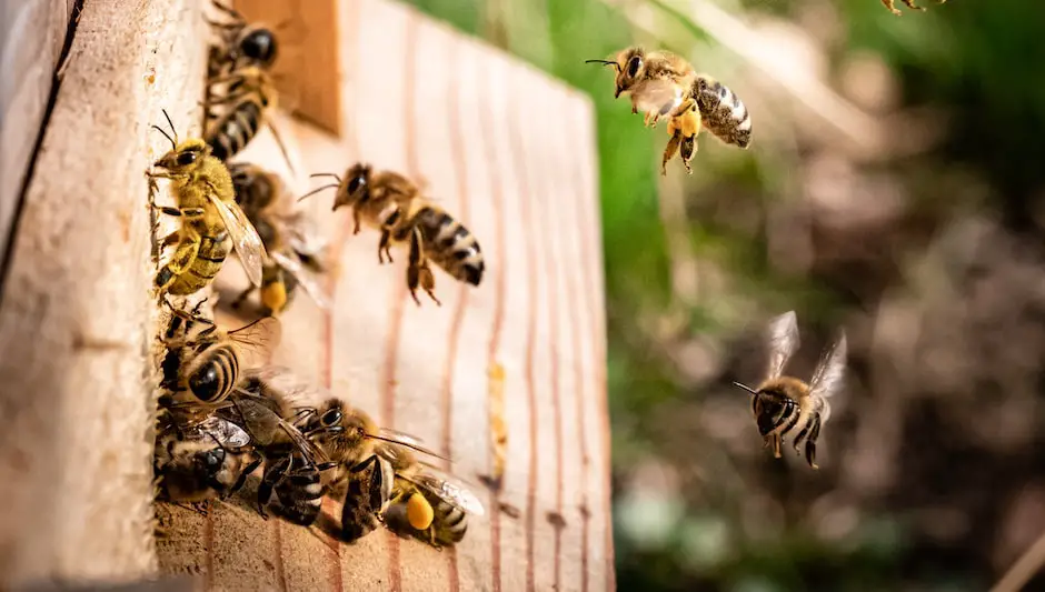 are honey bees pollinators