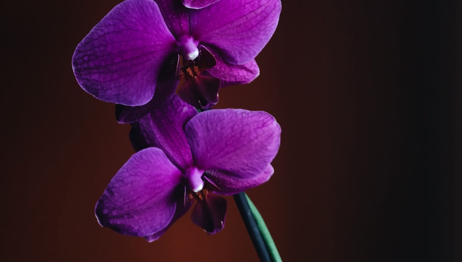 how to cut orchid spike