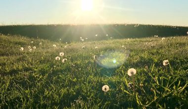 how to plant grass seed in texas