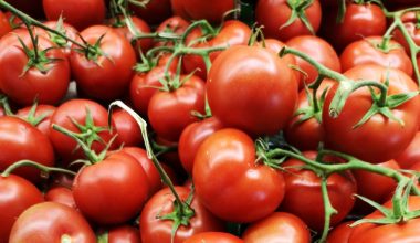 when to harvest cherry tomatoes