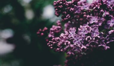 how and when to prune lilacs