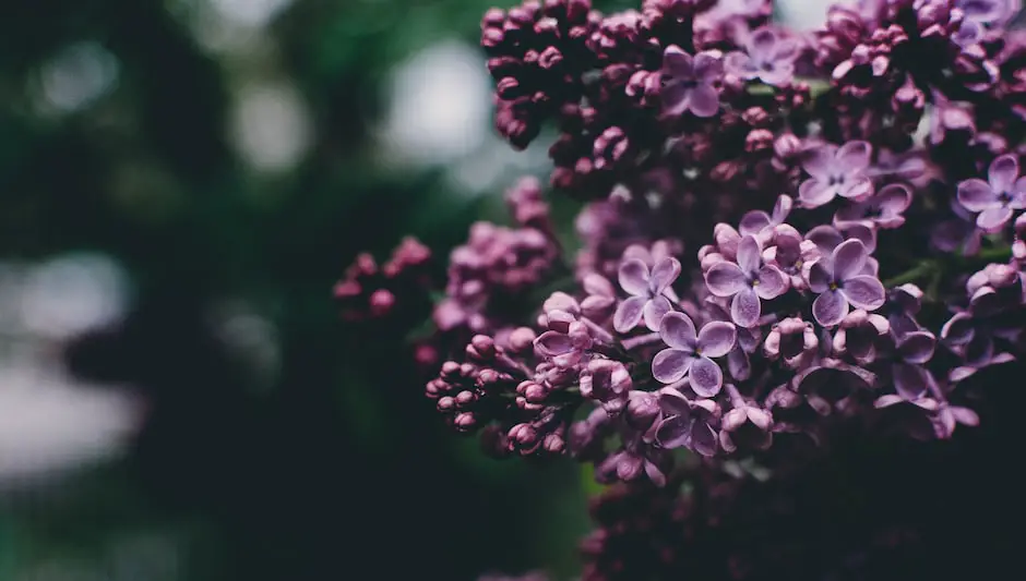 how and when to prune lilacs