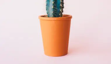 how big do cactus grow